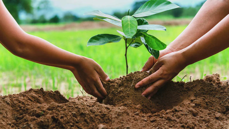 GRUHAM — Every Order Plants a Tree | Eco-Friendly Handcrafted Wooden Products Supporting Sustainable Living

